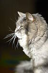 Click to see Y-JG-D800E-SIGMA-105MM-0589.JPG