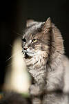 Click to see Y-JG-D800E-SIGMA-105MM-0615-MOD.JPG