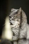 Click to see Y-JG-D800E-SIGMA-105MM-0615.JPG