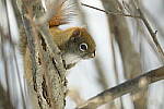 Click to see Y-JG-D800E-SIGMA-60-600-1382.JPG