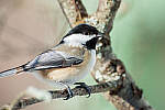 Click to see Y-JG-D800E-SIGMA-60-600-1385-MOD.JPG