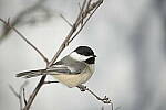 Click to see Y-JG-D800E-SIGMA-60-600-1387.JPG