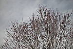 Click to see Y-Laowa105-JPG9155-CHROMATIC-fstop-2.0-tstop-3.2.JPG