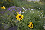 Click to see Y-SIGMA14MM-JPG0139.JPG