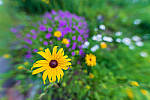 Click to see Y-SIGMA14MM-JPG0157-MOD.JPG