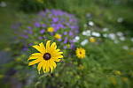 Click to see Y-SIGMA14MM-JPG0157.JPG