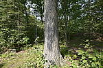 Click to see Y-SIGMA14MM-JPG0373-SHARPNESS-F4.JPG