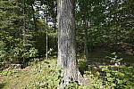 Click to see Y-SIGMA14MM-JPG0376-SHARPNESS-F11.JPG