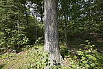 Click to see Y-SIGMA14MM-JPG0377-SHARPNESS-F16.JPG