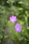 Click to see Y-nikond800e-nikon28f14e-JPG9428.JPG