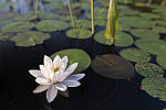 Click to see Y-nikond800e-nikon28f14e-JPG9786-MOD.JPG
