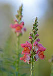 Click to see YBSG-135mm-2180-EDT.JPG