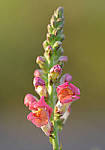 Click to see YBSG-135mm-2181-EDT.JPG