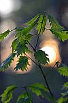 Click to see YBSG-135mm-2202.JPG