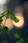 Click to see YBSG-135mm-2203-EDT.JPG
