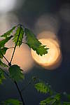 Click to see YBSG-135mm-2203.JPG