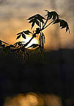 Click to see YBSG-135mm-2211-EDT.JPG