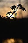 Click to see YBSG-135mm-2211.JPG