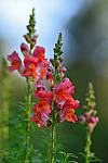 Click to see YBSG-135mm-2249-EDT.JPG