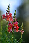 Click to see YBSG-135mm-2249.JPG