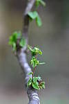 Click to see YBSG-135mm-2257.JPG