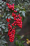 Click to see YBSG-135mm-2260.JPG