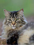 Click to see YBSG-135mm-2293-EDT.JPG