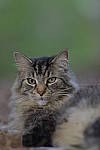 Click to see YBSG-135mm-2293.JPG