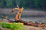 Click to see YBSG-135mm-2305.JPG