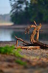 Click to see YBSG-135mm-2308.JPG