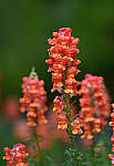 Click to see YBSG-135mm-2332-EDT.JPG