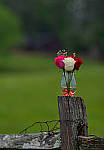 Click to see YBSG-135mm-2365-EDT.JPG