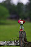 Click to see YBSG-135mm-2365.JPG