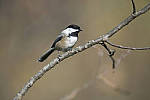 Click to see Y_JPG4390-500mm-f5.6.JPG
