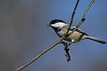 Click to see Y_JPG4393-500mm-f8.JPG