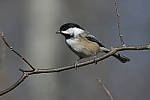 Click to see Y_JPG4413-500mm-f8.JPG
