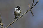 Click to see Y_JPG4421-500mm-f8.JPG