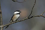Click to see Y_JPG4427-500mm-f8.JPG