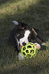 Click to see Y_JPG4452-250mm-f8-MOD.JPG