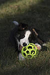 Click to see Y_JPG4452-250mm-f8.JPG