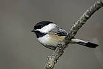 Click to see Y_JPG4539-500mm-f5.6-MOD.JPG