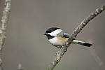 Click to see Y_JPG4539-500mm-f5.6.JPG