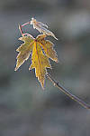 Click to see Y_JPG4736-310mm-f5.6.JPG