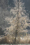 Click to see Y_JPG4770-200mm-f5.6.JPG