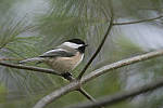 Click to see Y_JPG4774-330mm-f5.6.JPG