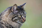 Click to see Y_JPG4790-500mm-f5.6-MOD.JPG