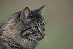 Click to see Y_JPG4790-500mm-f5.6.JPG