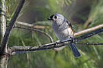 Click to see Y_JPG4906-500mm-MOD.JPG