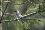 Click to see Y_JPG4906-500mm-f5.6.JPG