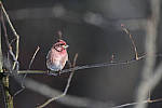 Click to see Y_JPG4913-500mm-f5.6.JPG